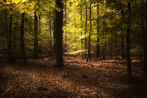 In the morning in the beech forest