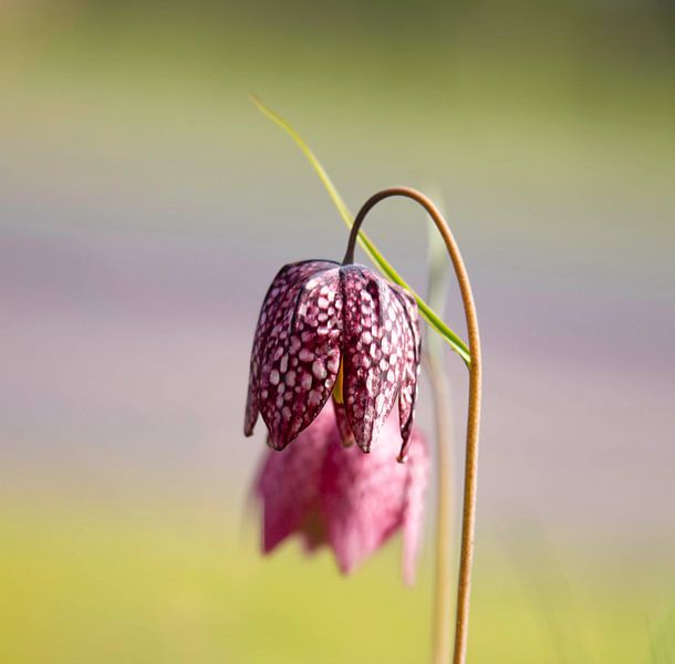 Kievitsbloem par Urselafotografie