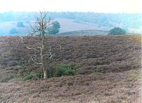 dode boom op de veluwe