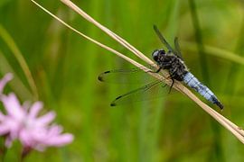 Braune Maiskeule von Marcel Jagt