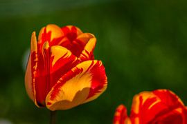 Les tulipes en gros plan