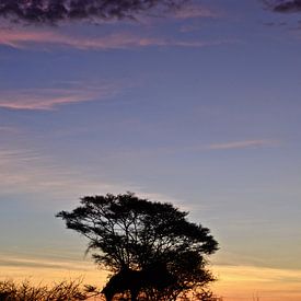 African Tree at Sunset van Jonathan Rusch