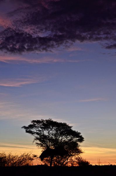 African Tree at Sunset van Jonathan Rusch