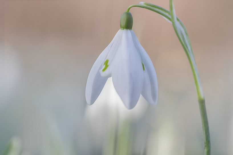 snowdrop by natascha verbij