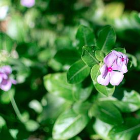 Paars bloemetje met groen blad | Reisfotografie | Zuid-Afrika van Sanne Dost