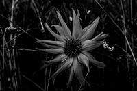 SONY DSC