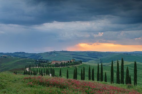 Avenue des cyprès en Toscane