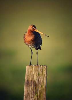 Black-tailed godwit in the morning light