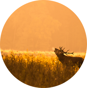 Burlend ochtendgloren