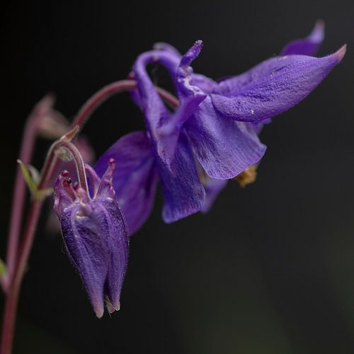 macro purple aquilegia