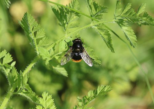 Hummel-Waldschwebfliege