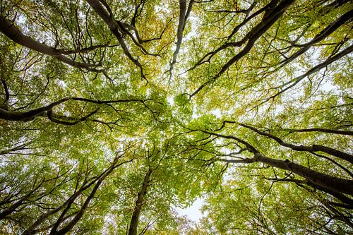 Vue vers le haut d'une forêt de hêtres avec des feuilles vertes et brunes.