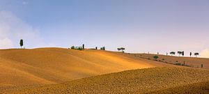 Zypressen in der Crete Senesi in der Toskana