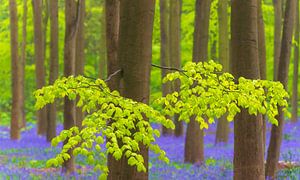 Forest springtime landscape with Bluebell flowers
