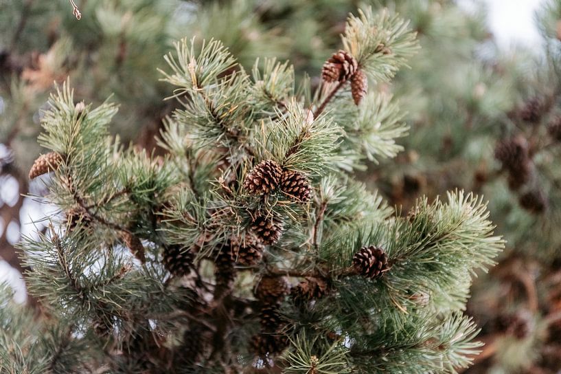 Pine branch with pine cones by Maria-Maaike Dijkstra