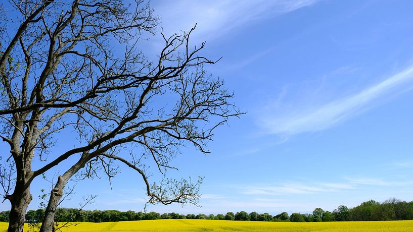 Aan de rand van het veld van Ostsee Bilder