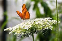 Oranje vlinder