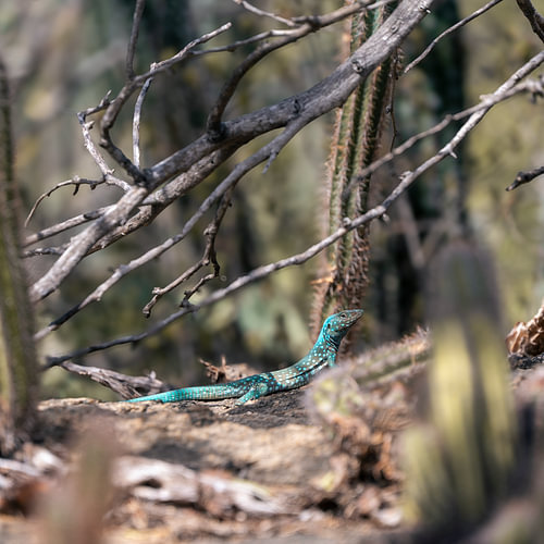 Caché parmi les cactus