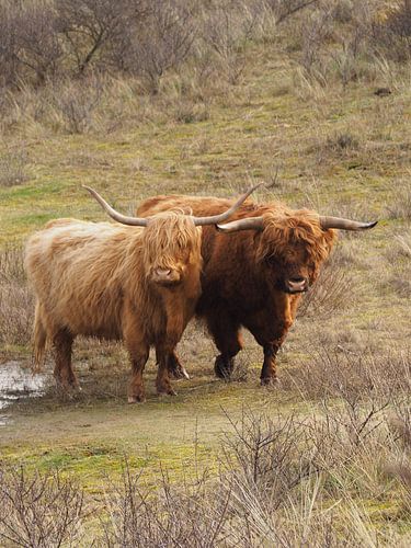 Les Highlanders écossais