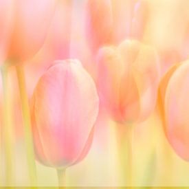 Die Pastelltöne der Natur von Andy Luberti