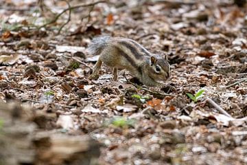 Siberian Squirrel by Merijn Loch