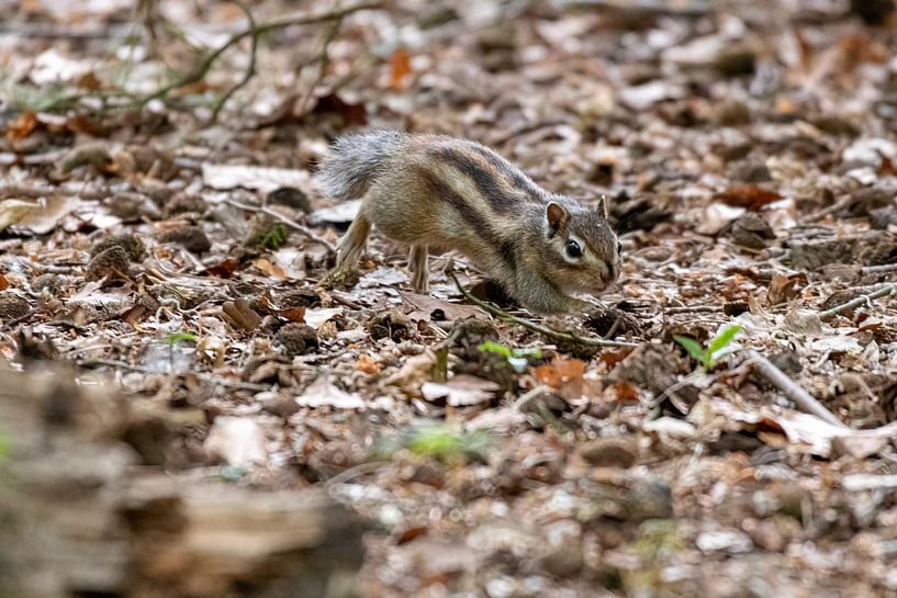 Sibirisches Eichhörnchen von Merijn Loch