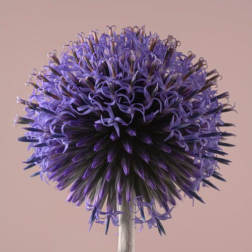 Eenvoud in een vierkant: De Kogeldistel komt tot bloei