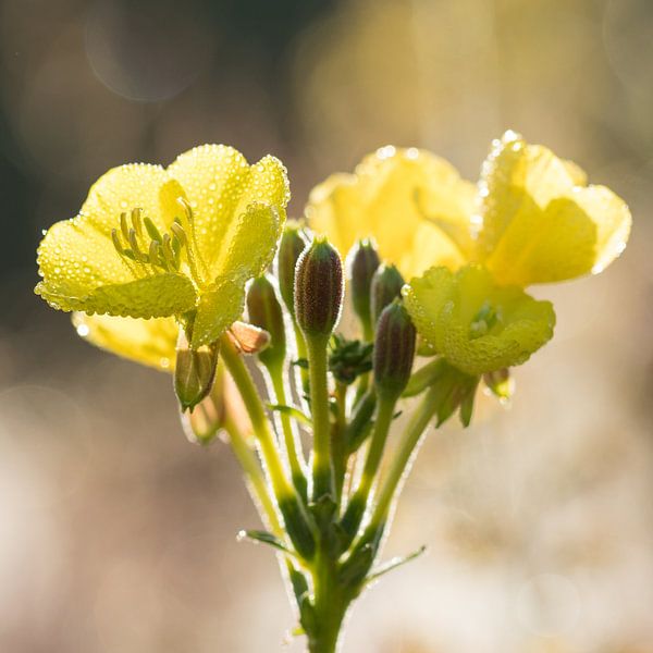Blumen | Teunisblume von Servan Ott