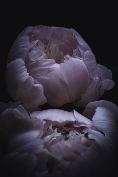 pivoines sur Jasper Nieuwenhuizen