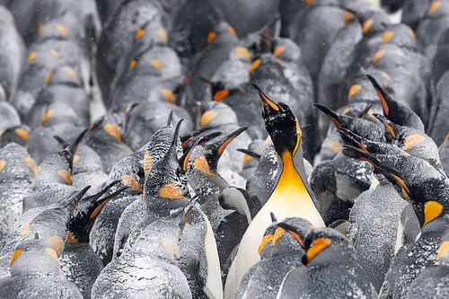 Koningspinguïn in moeilijkheden