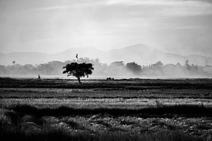 Zeitlose Atmosphäre à l’'s asiatischen Reisfeldes