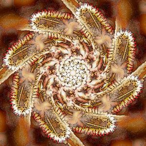 Vernal Helix