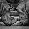 Twee vechtende neushoorns van Chihong