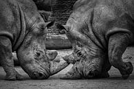Deux rhinocéros qui se battent par Chihong Aperçu