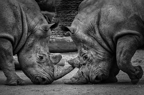 Deux rhinocéros qui se battent sur Chihong