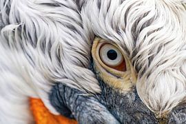 Pénétrant sur Ronny De Groote