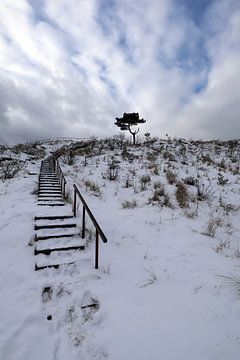 Terschelling -Dé boom in de sneeuw van Mooi op Terschelling