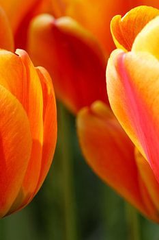 Orange Splendour: A Triptych from Dutch Soil (Part I)