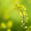 Gelbe Blume von Renald Bourque