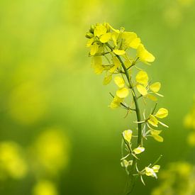 Fleur Jaune sur Renald Bourque