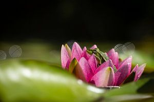 Groene kikker in bloem van een waterlelie van Theo Klos