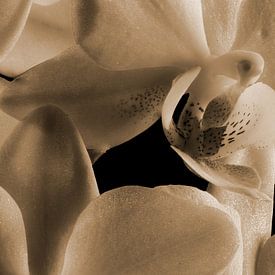 The inside of an orchid in sepia by Youri Mahieu