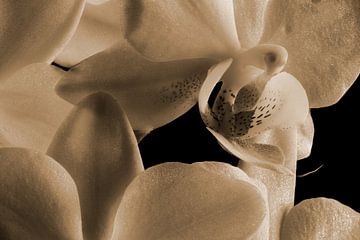 The inside of an orchid in sepia by Youri Mahieu