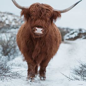 Schottischer Highlander im Schnee von Jonai