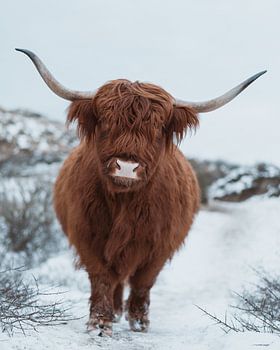 Schottischer Highlander im Schnee