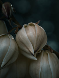 Le yucca en détail