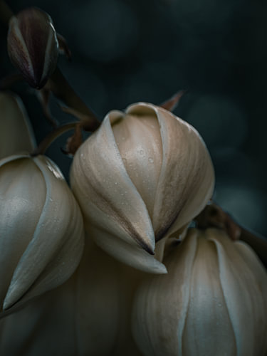 Yucca in Detail