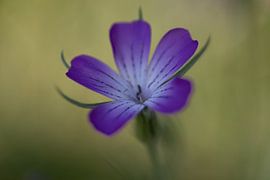 Purple without the rain