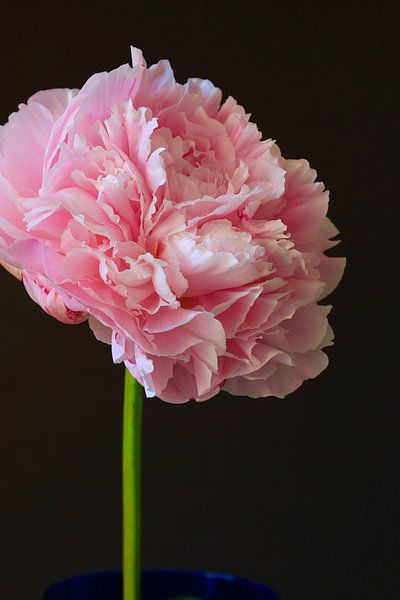 Nature morte à la pivoine par Thomas Jäger