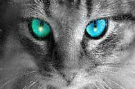 Augen der Katze von Maurice Dawson Miniaturansicht
